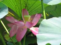 Albums/20060800-China Aug 2006/20060804-Shenyang University/44